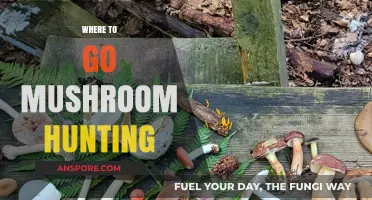 Mushroom Hunting: Best Places to Find Fungi