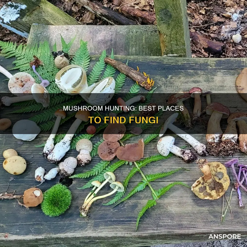 where to go mushroom hunting