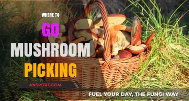 Mushroom Picking: Best Forests for Foraging