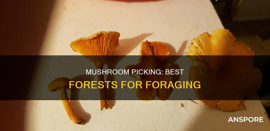 where to go mushroom picking