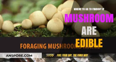 Safe Mushroom Foraging: Where to Identify Edible Varieties Confidently