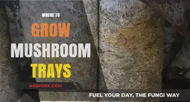 Best Spots for Growing Mushroom Trays at Home or Farm