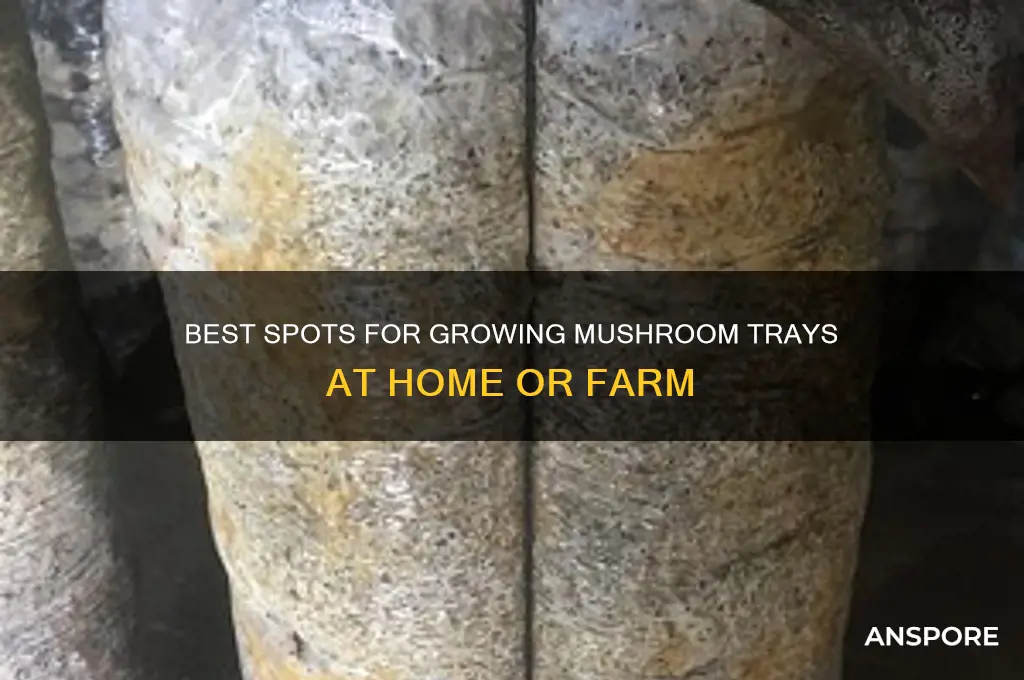 where to grow mushroom trays