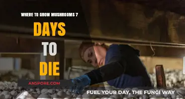 Best Spots for Mushroom Farming in 7 Days to Die