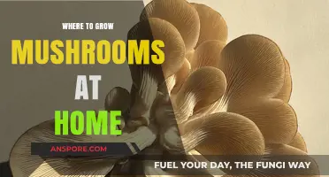 Best Spots for Growing Mushrooms Indoors: A Beginner's Guide