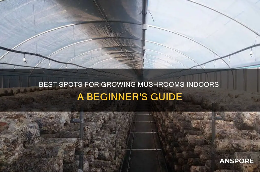 where to grow mushrooms at home