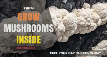Best Indoor Spots for Growing Mushrooms: A Beginner's Guide
