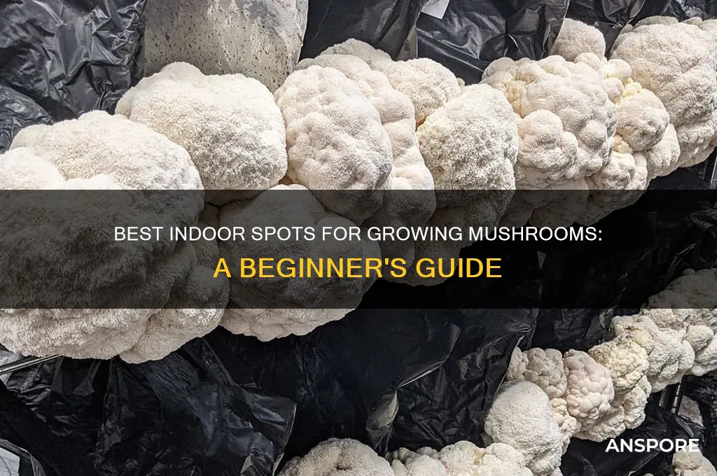 where to grow mushrooms inside