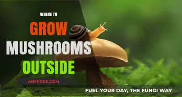 Outdoor Mushroom Cultivation: Best Spots for Growing Mushrooms Outside