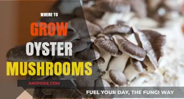 Ideal Spots for Growing Oyster Mushrooms: A Beginner's Guide