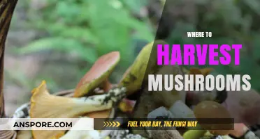 Mushroom Hunting: Best Places to Forage