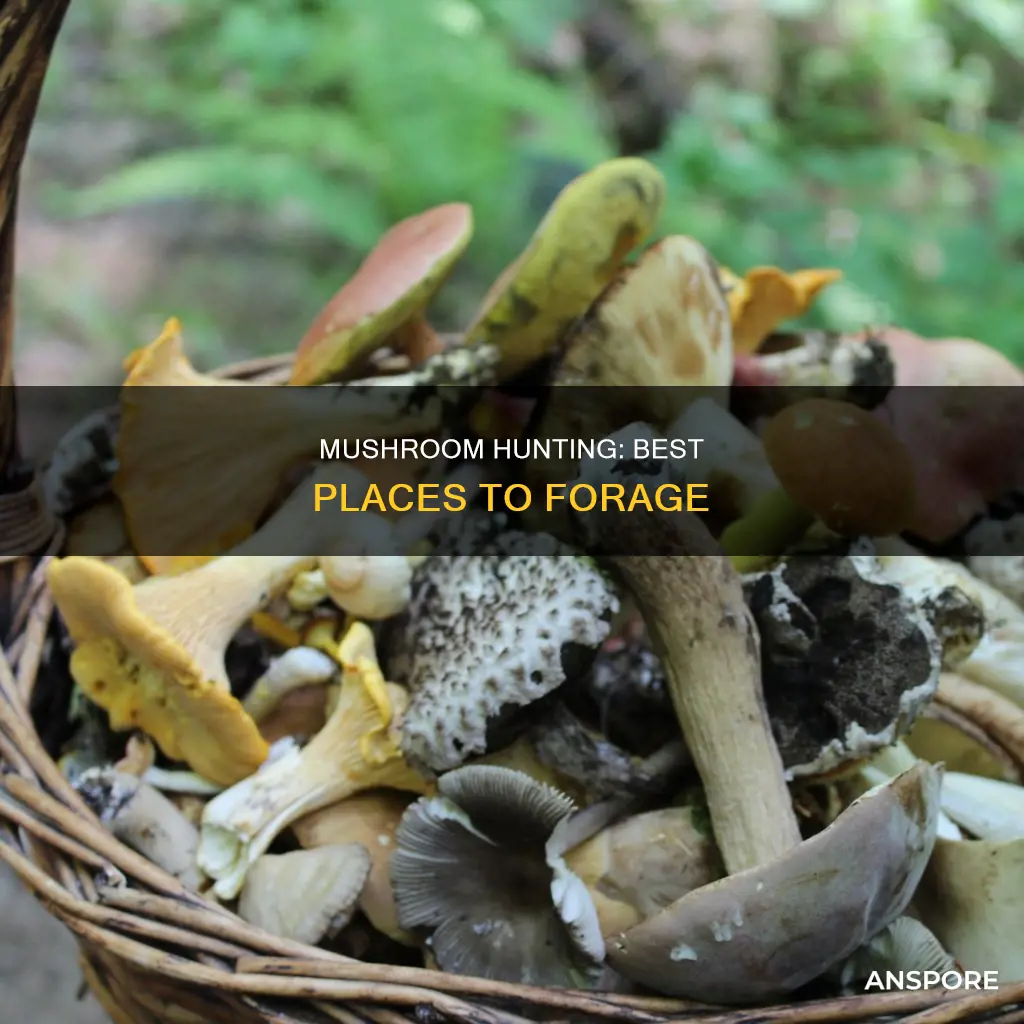 where to harvest mushrooms