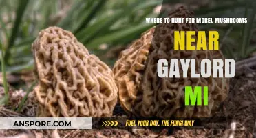 Discover Prime Morel Mushroom Hunting Spots Near Gaylord, MI