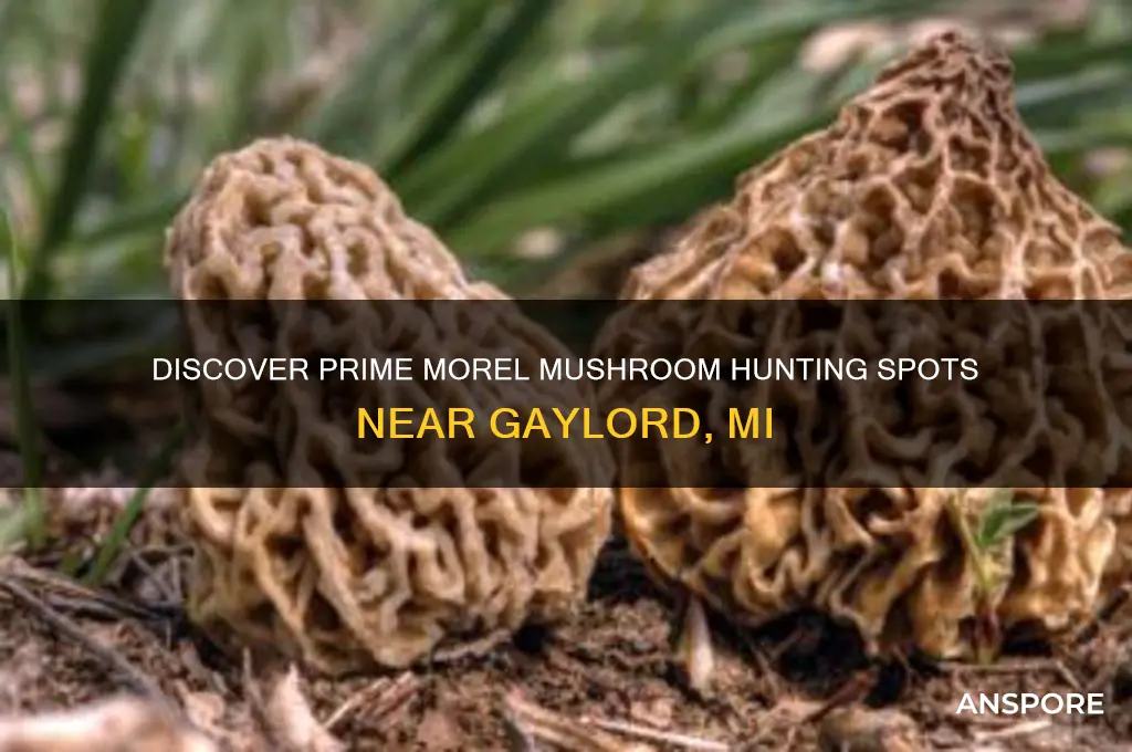 where to hunt for morel mushrooms near gaylord mi