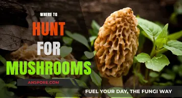 Mushroom Hunting: Best Places to Forage