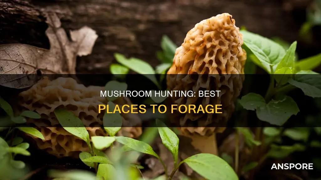 where to hunt for mushrooms