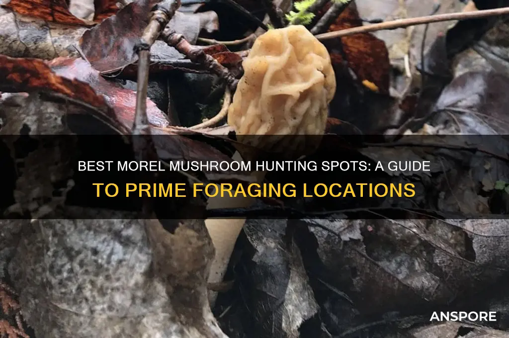 where to hunt morel mushrooms