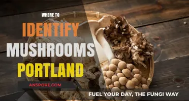Foraging Mushrooms: Portland's Top Spots
