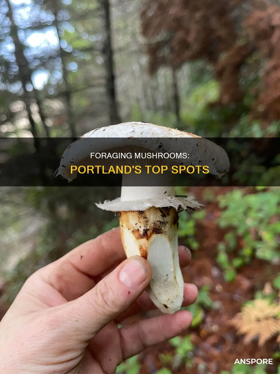 where to identify mushrooms portland