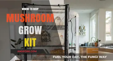 Best Spots to Place Your Mushroom Grow Kit for Optimal Growth