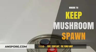 The Best Places to Store Mushroom Spawn