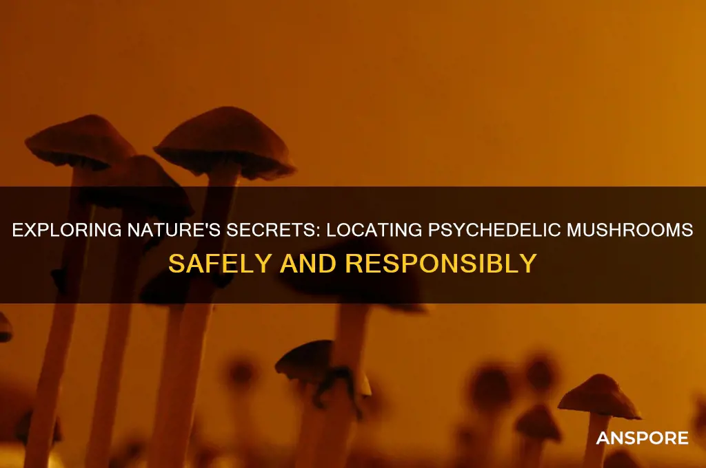 where to look and how to find phycodelic mushrooms