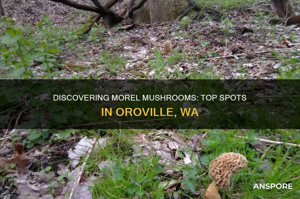 where to look fir morel mushrooms in oroville wa