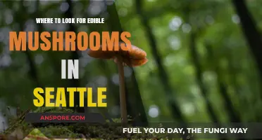 Seattle's Best Spots for Finding Edible Mushrooms: A Forager's Guide