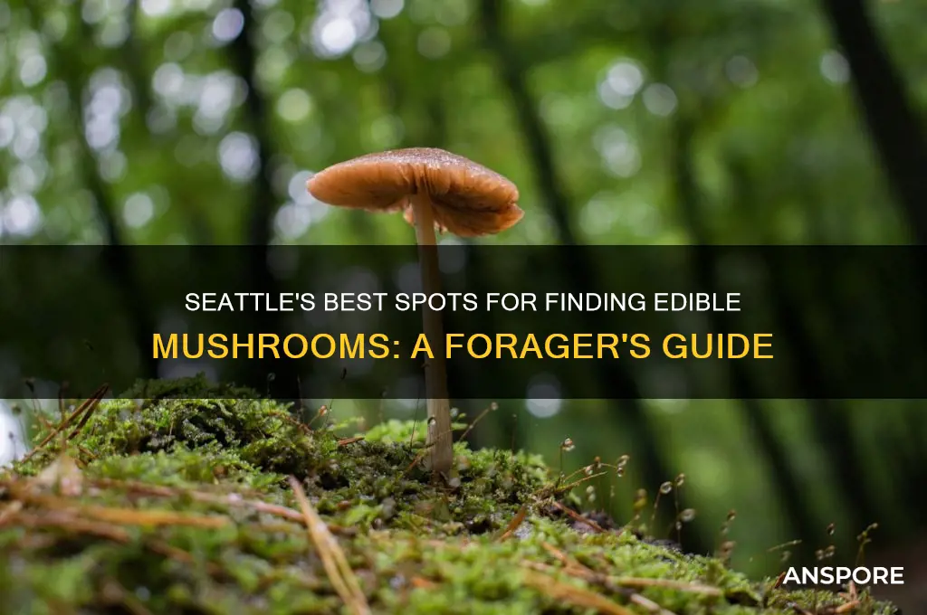 where to look for edible mushrooms in seattle