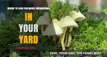 Finding Morel Mushrooms: Yard Hunting Tips for Beginners