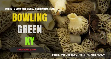 Discover Morel Mushrooms Near Bowling Green, KY: Top Hunting Spots
