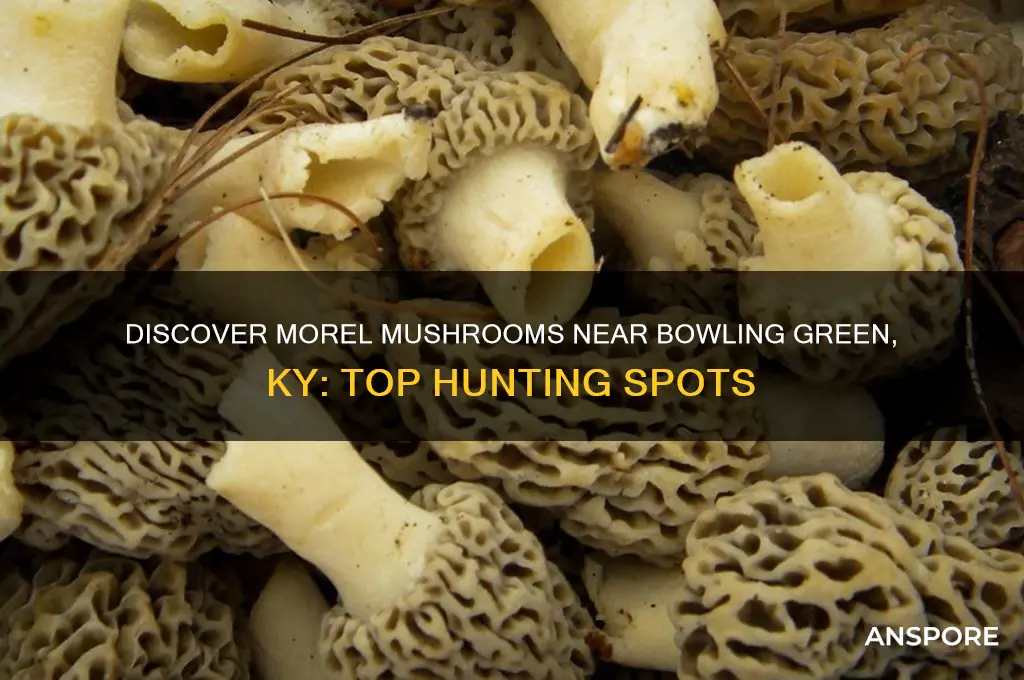 where to look for morel mushrooms near bowling green ky