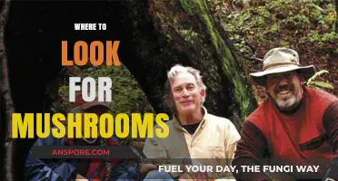 Mushroom Hunting: Best Places to Forage