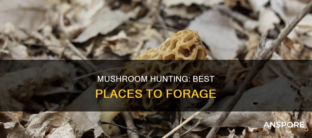 where to look for mushrooms