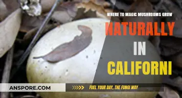 Discover California's Natural Habitats for Wild Magic Mushrooms Growth