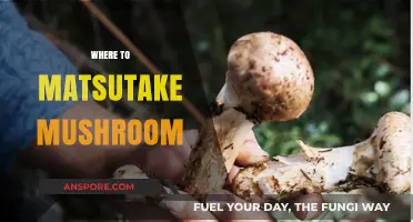 Hunting for Matsutake Mushrooms: Best Places to Find Them