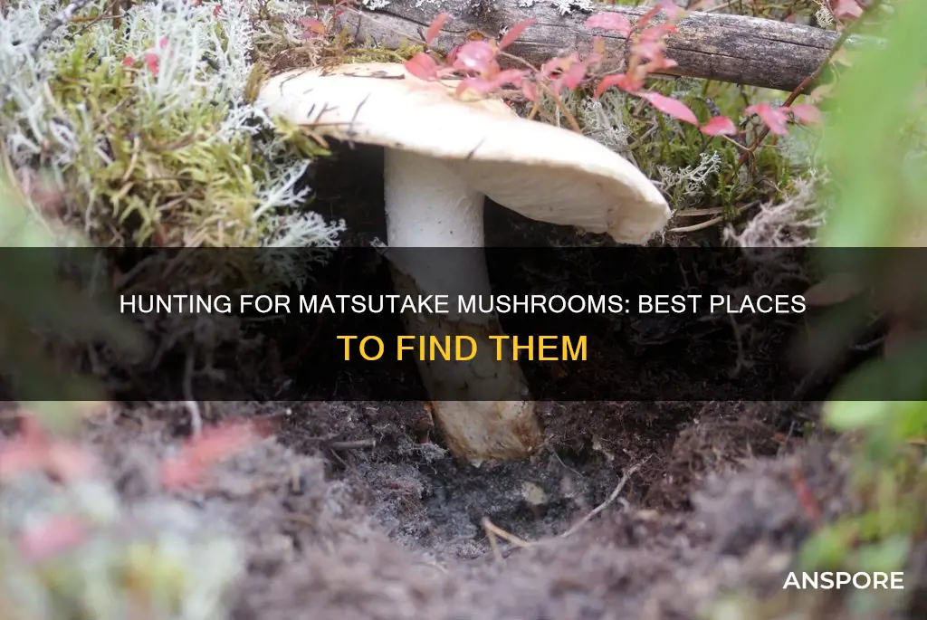 where to matsutake mushroom