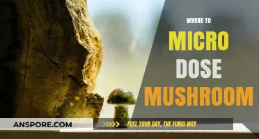 Microdosing Mushrooms: Where to Take the Plunge