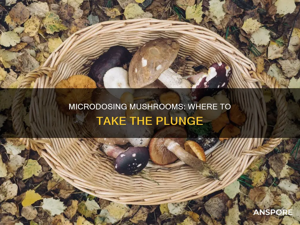 where to micro dose mushrooms