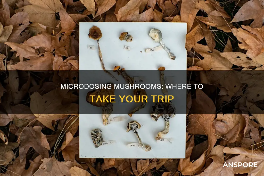 where to microdose mushrooms