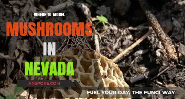 Discover Nevada's Best Morel Mushroom Hunting Spots and Tips