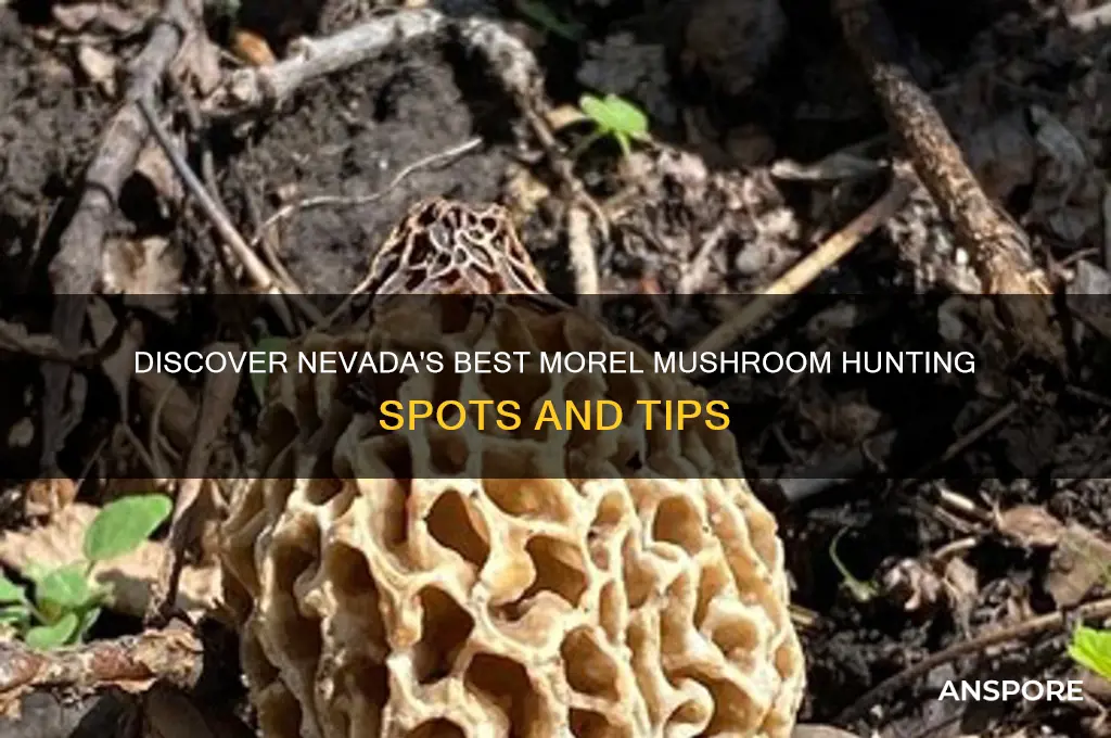 where to morel mushrooms in nevada