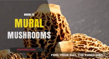 Mushroom Hunting: Best Places for Murals