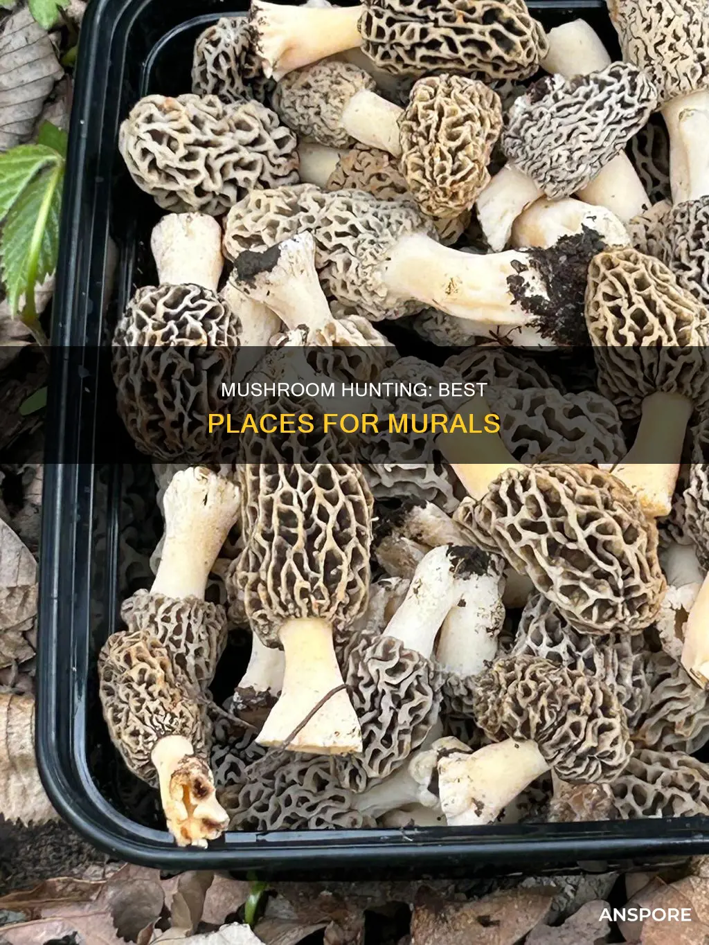 where to mural mushrooms