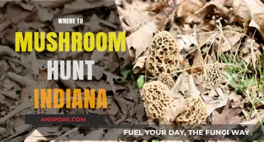 Mushroom Hunting in Indiana: Best Places to Forage