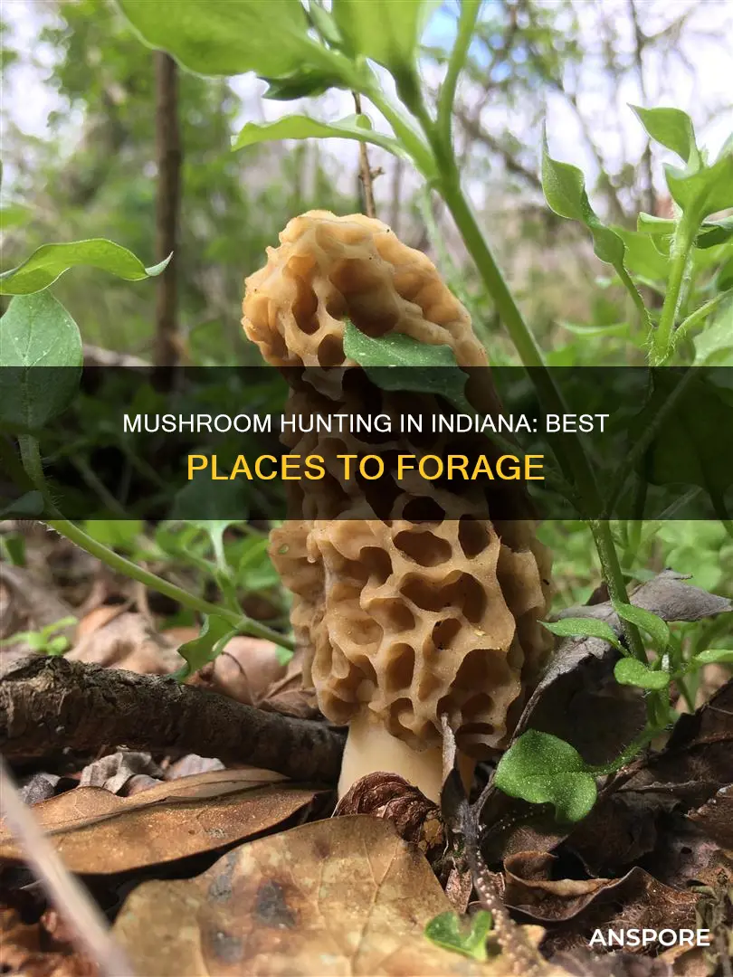where to mushroom hunt indiana