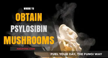 The Magic Mushroom Hunt: Where to Find Psychedelics