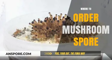 Best Online Sources for Mushroom Spores