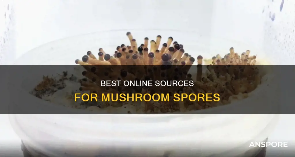 where to order mushroom spore