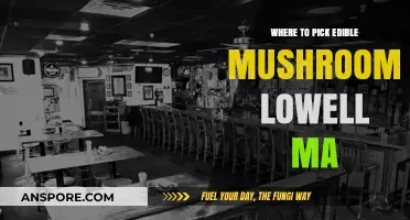 Best Spots for Edible Mushroom Foraging in Lowell, MA